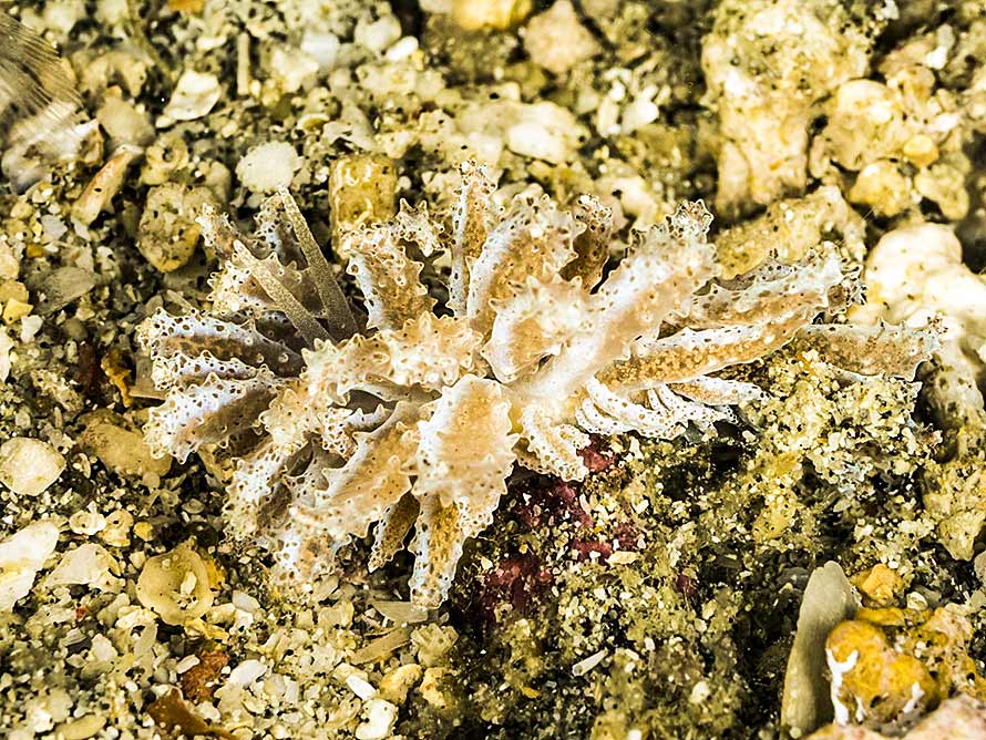 Phyllodesmium crypticum