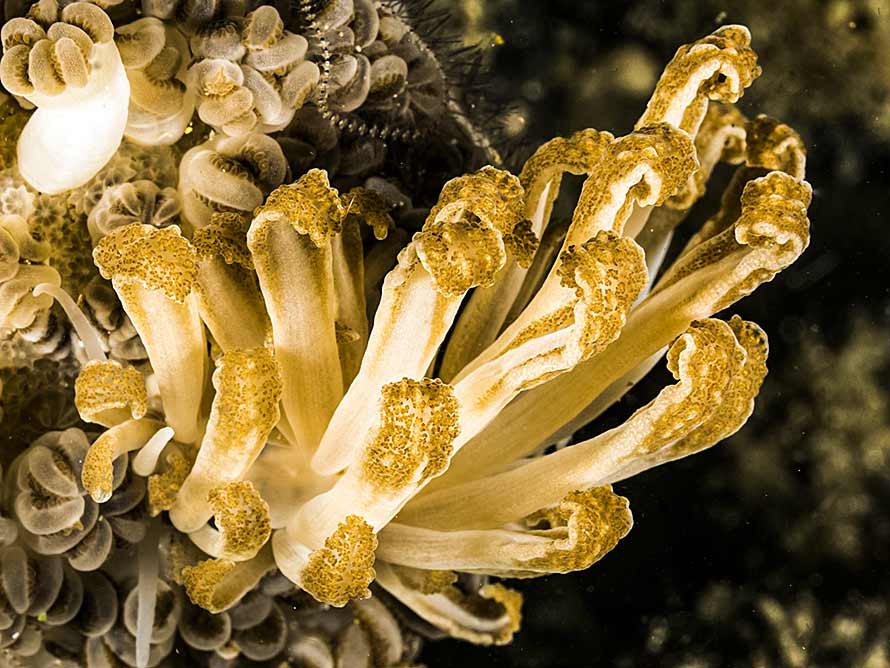 Phyllodesmium jakobsenae