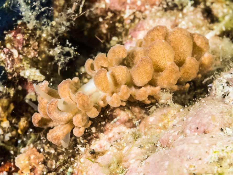 Phyllodesmium lizardense