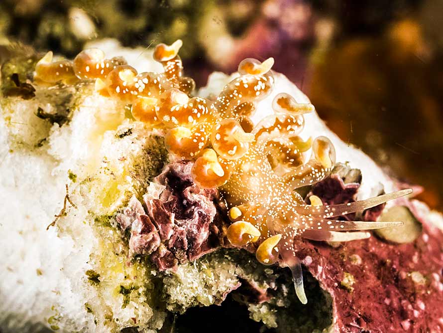 Phyllodesmium cf poindimiei