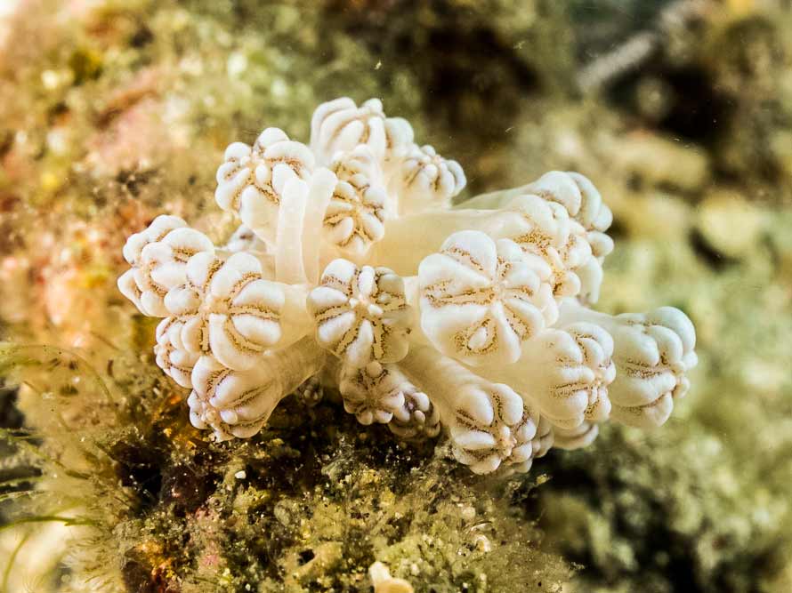 Phyllodesmium rudmani