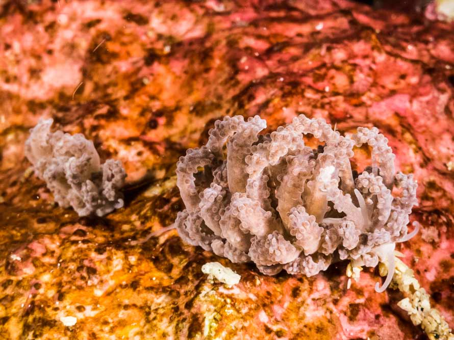 Phyllodesmium tuberculatum