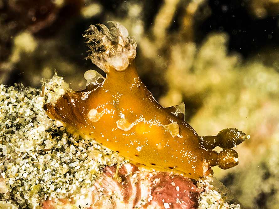 Plocamopherus maculatus