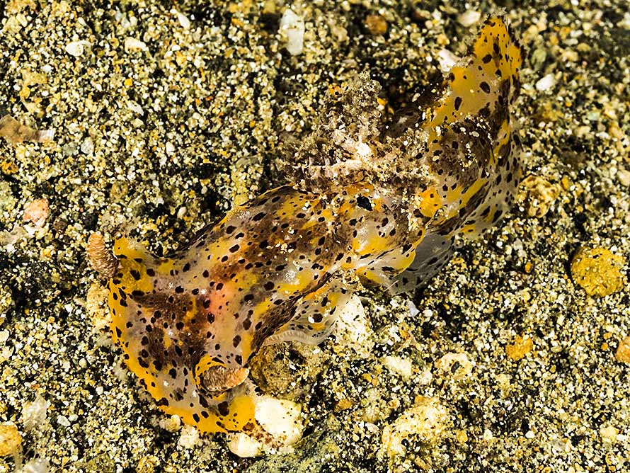 Plocamopherus tilesii