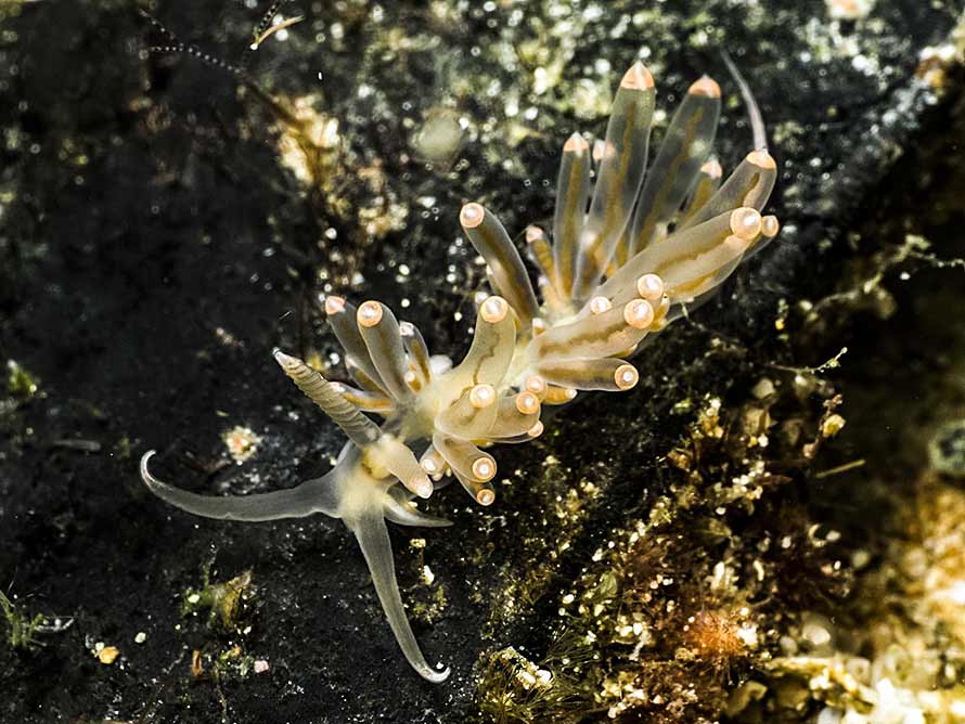 Pruvotfolia rhodopos