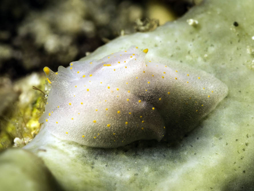 Sagaminopteron bilealbum