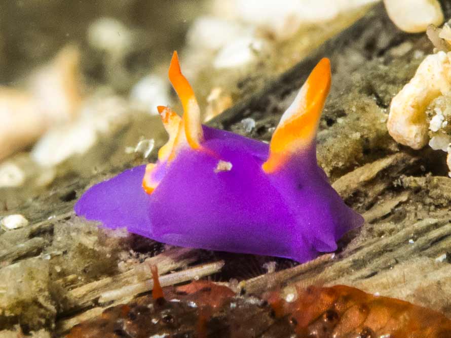 Sagaminopteron ornatum