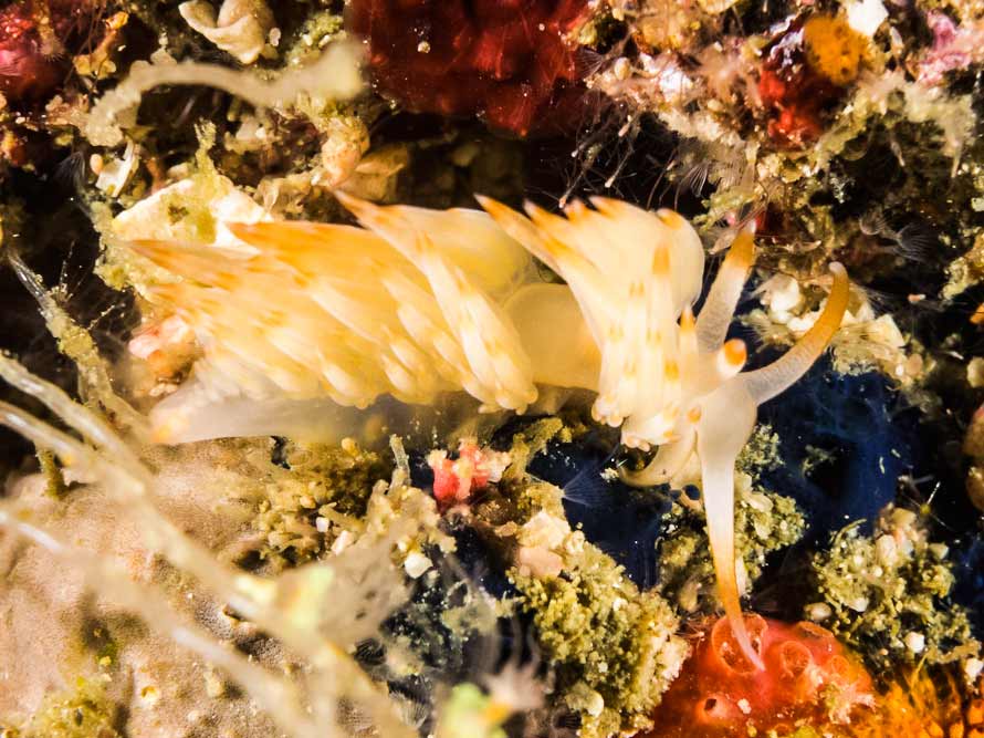 Sakuraeolis nungunoides