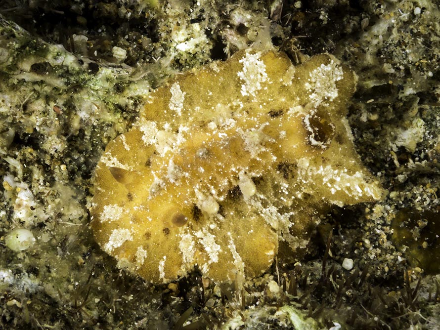 Sclerodoris coriacea