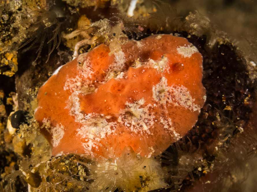 Sclerodoris tuberculata