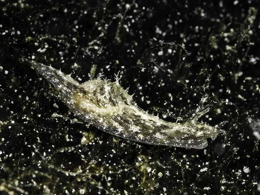 Stylocheilus striatus