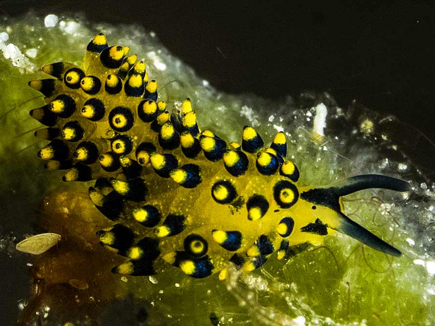 Costasiella sp. E