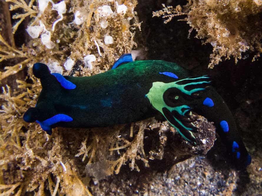 Tambja morosa