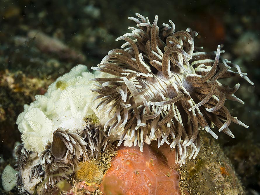 Tenellia goniophaga