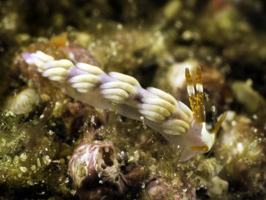 Tenellia nakapila