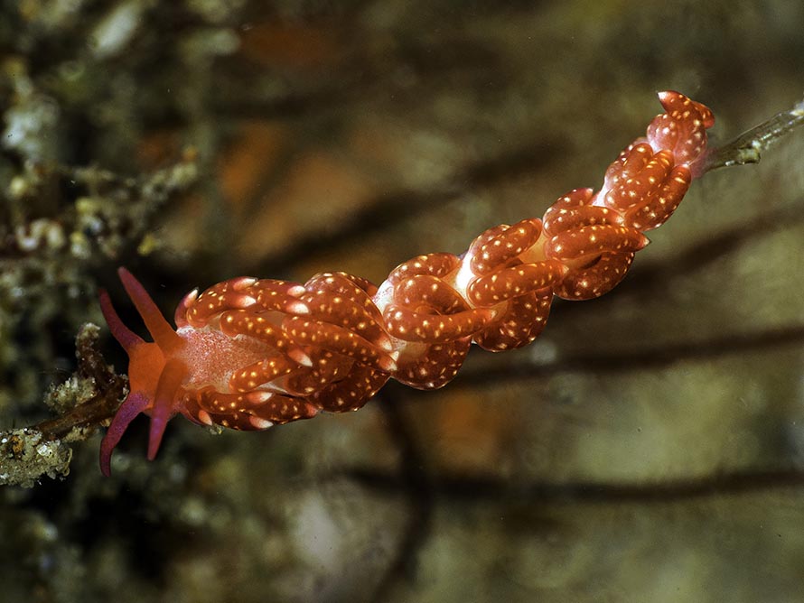 Tenellia sp. 28