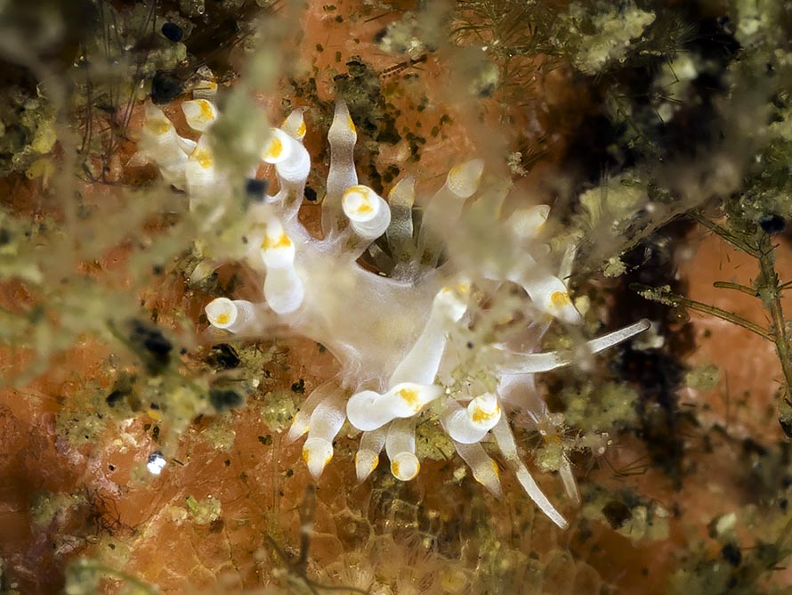 Tenellia sp. 58