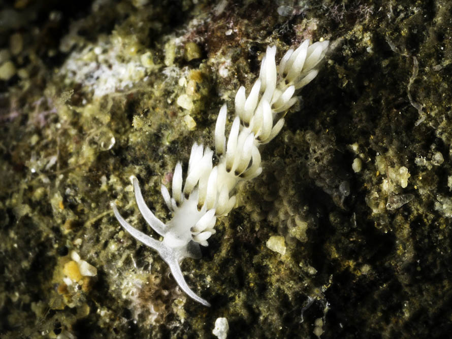 Tenellia sp. 68