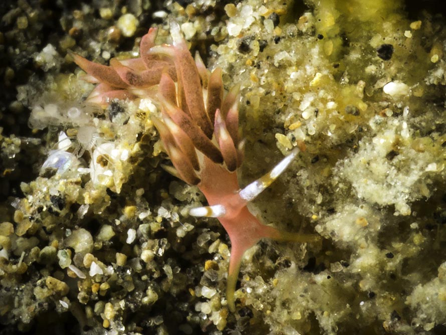 Tenellia sp. 74