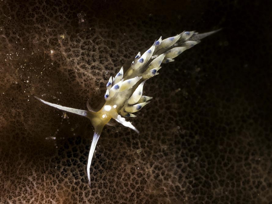 Tenellia sp. 9