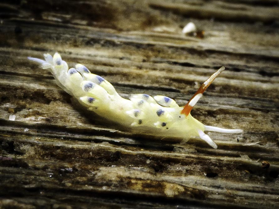 Tenellia sp. AN