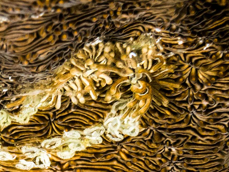 Tenellia viei