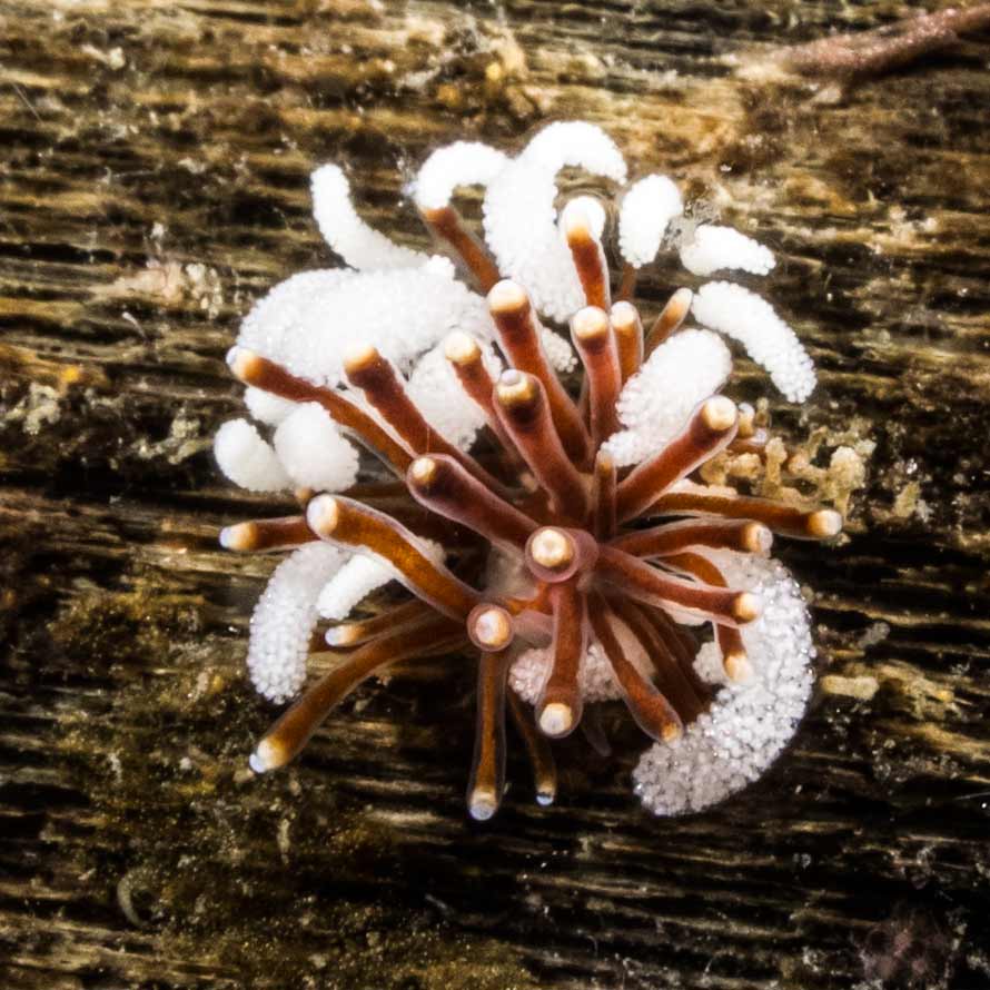 Tergiposacca longicerata