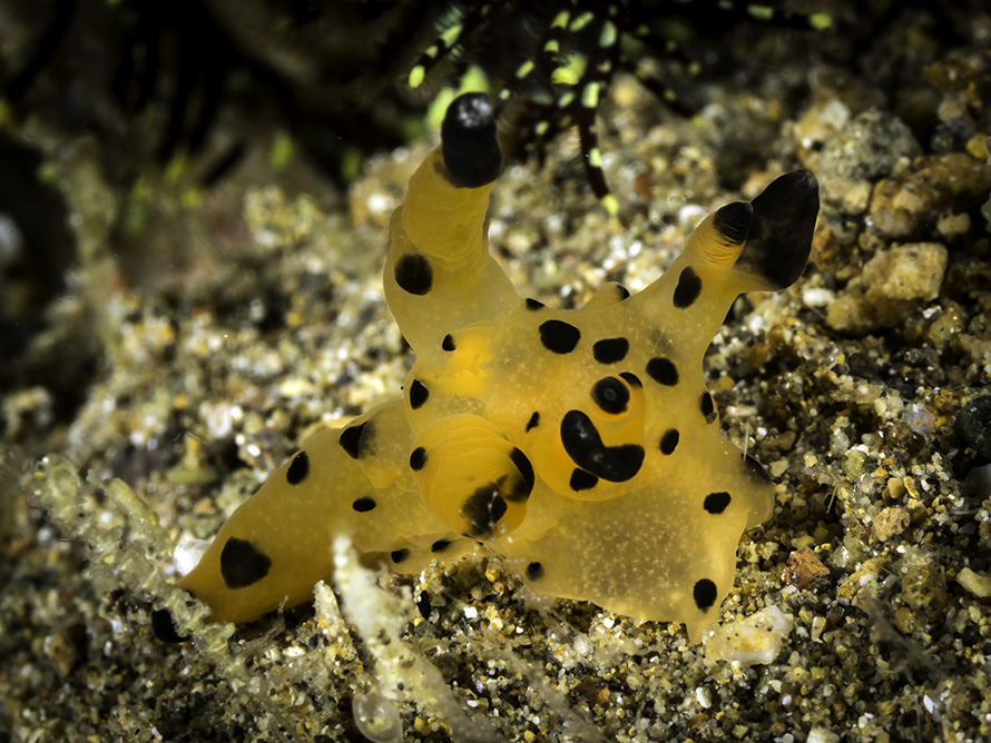 Thecacera sp. 7