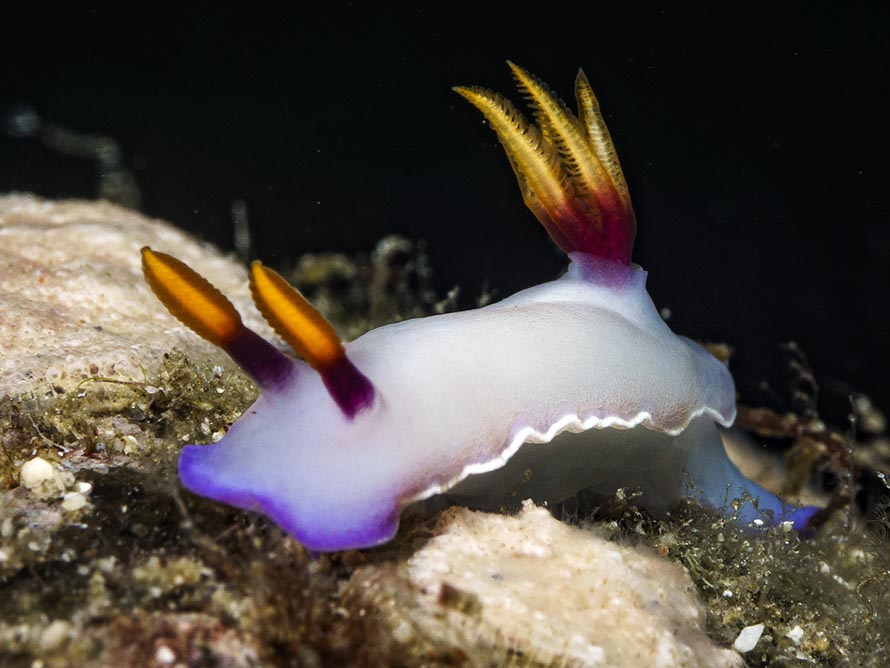 Thorunna punicea