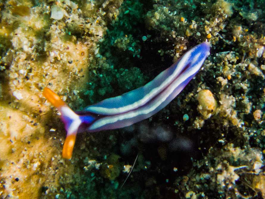 Thuridilla albopustulosa