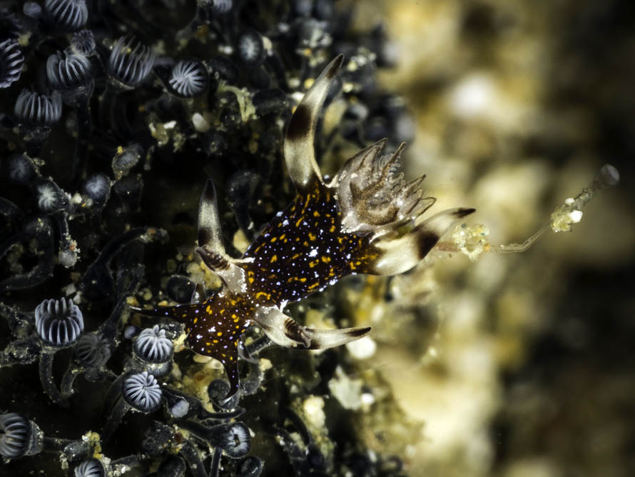 Trapania miltabranchia