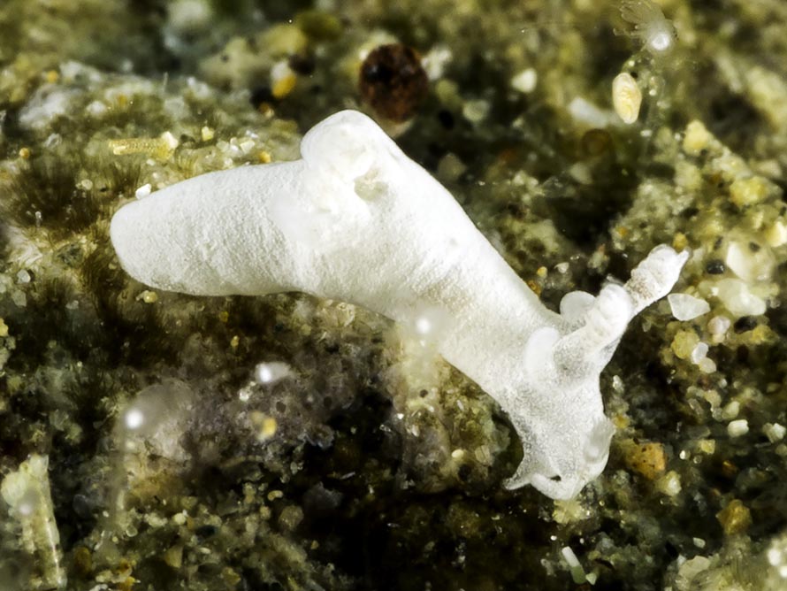 Abronica sp. 2