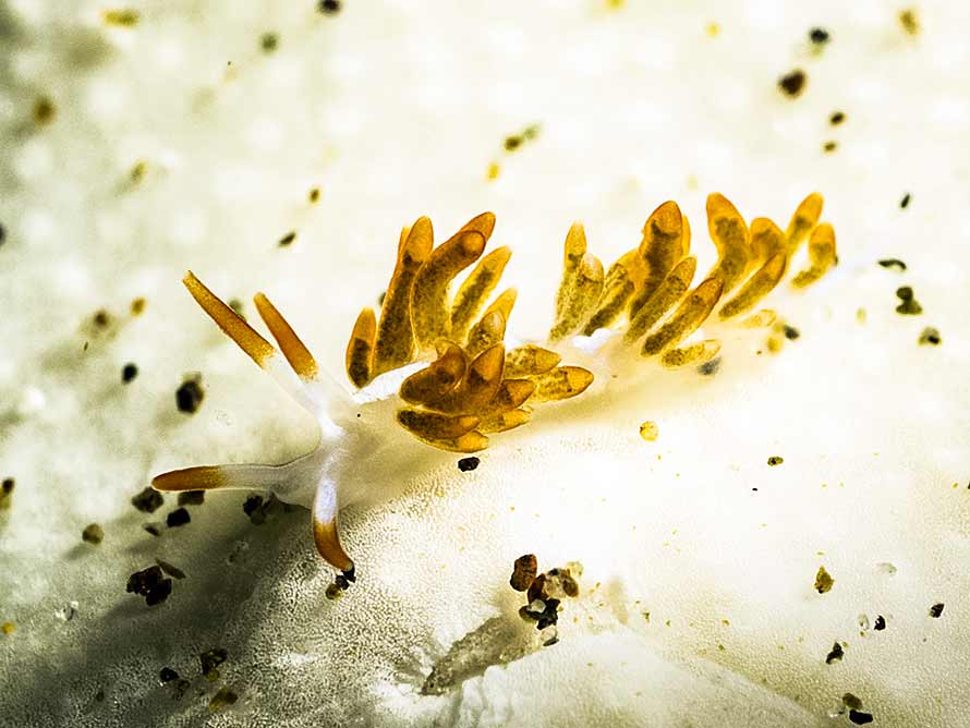 Trinchesia sp. 46