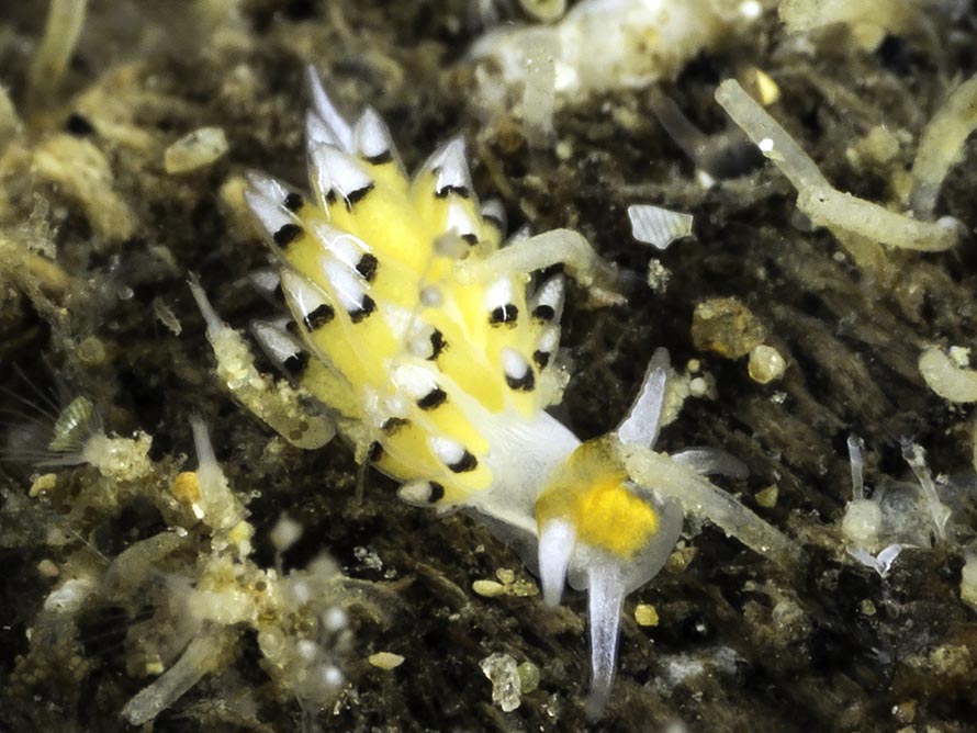 Trinchesia sp. 54