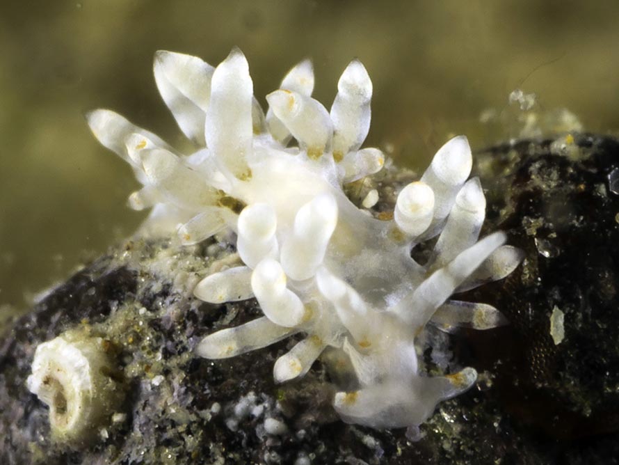 Trinchesia sp. 60