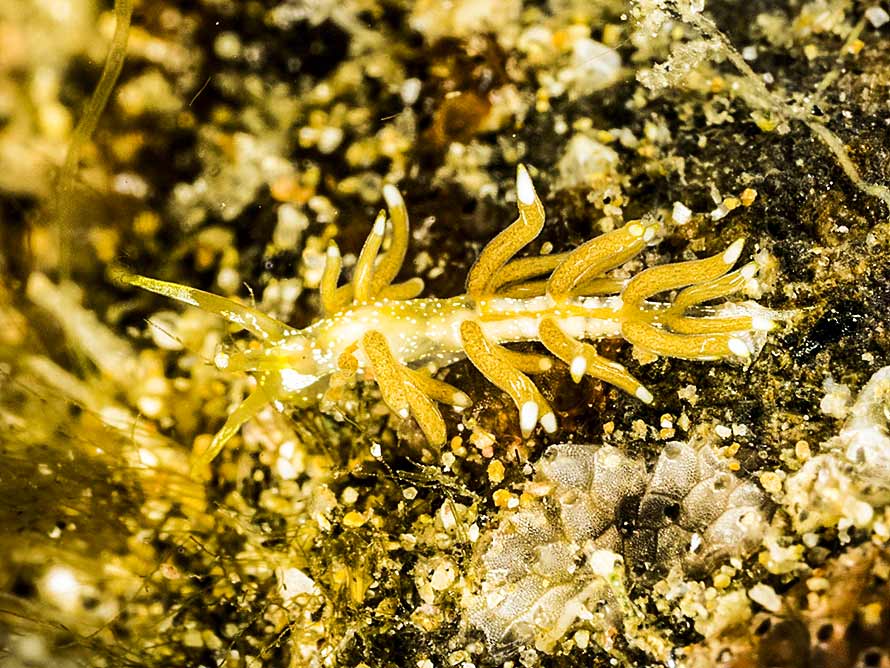 Trinchesia sp. 78