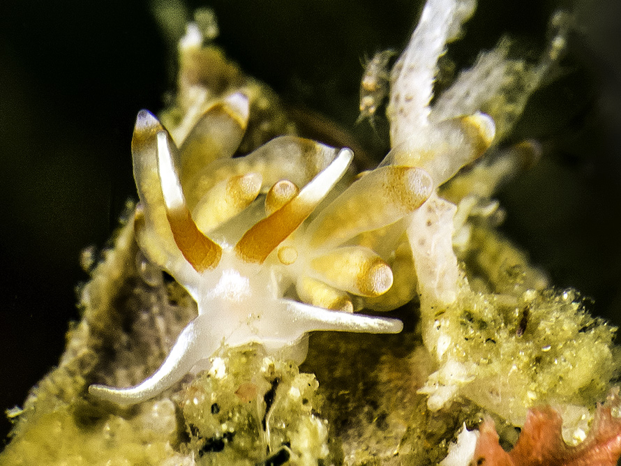 Trinchesia sp. Q