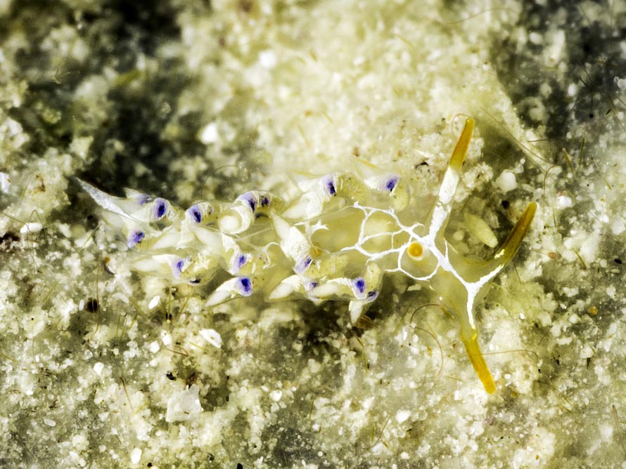 Trinchesia sp. R