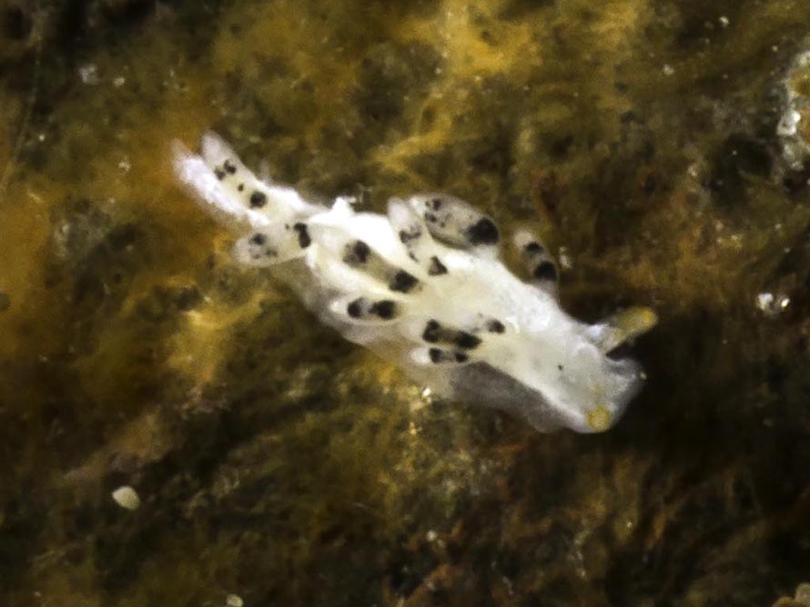 Trinchesia sp. ZM