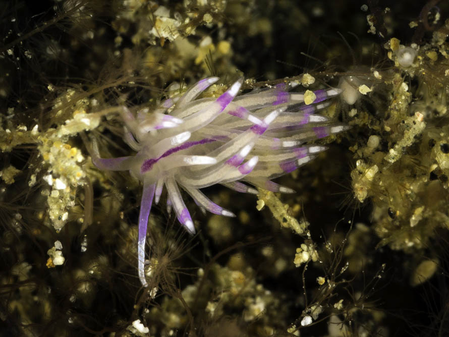Unidentia sp.
