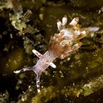 Abronica sp. A