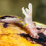 Aegires sp. 7