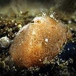 Aldisa sp. 9