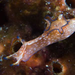 Aplysia nigrocincta