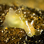 Aplysia sp. C