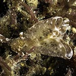 Aplysia sp. E