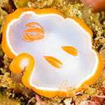 Ardeadoris averni