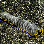 Armina occulta