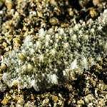 Atagema sp. 4