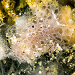 Atagema sp. 8
